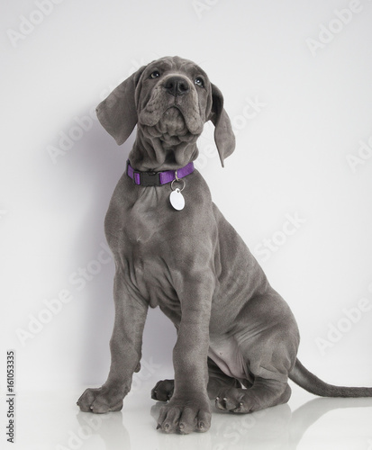 Obedient purebred Great Dane puppy with gray coat on a white background