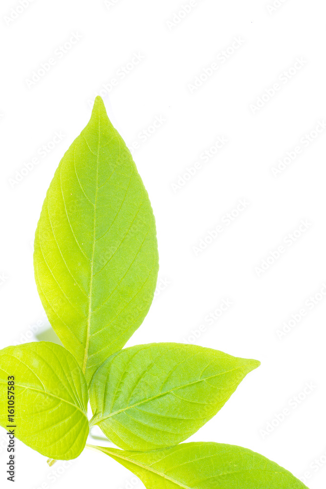 Fototapeta premium Green leaf isolated on white background