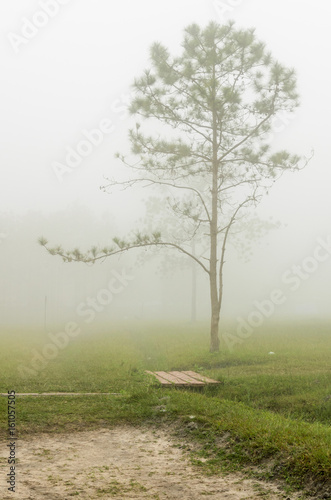 Beautiful landscape in the early morning fog, Pinus tree on Phu Kradueng National Park, Thailand photo