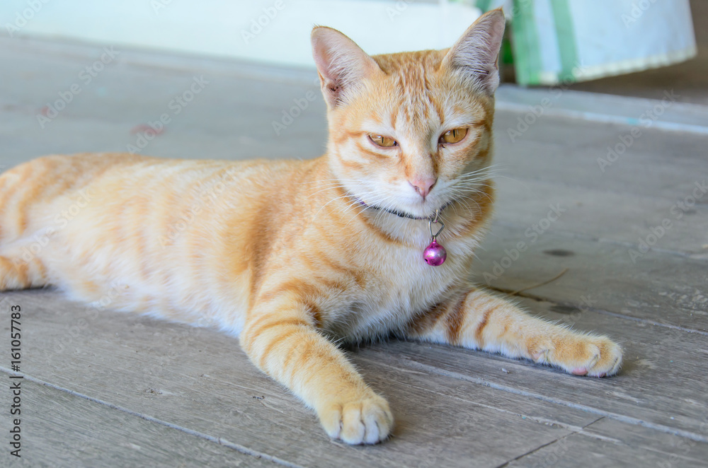 Fototapeta premium Ginger cat