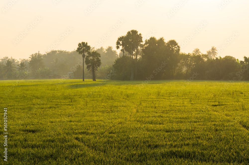 Morning rice field, winter season, Nakornpathom, Thailand