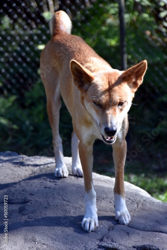 The dingo or Canis Lupus is a free-ranging dog found mainly in Australia. Australian dingo relaxing in the afternoon sun. © katacarix