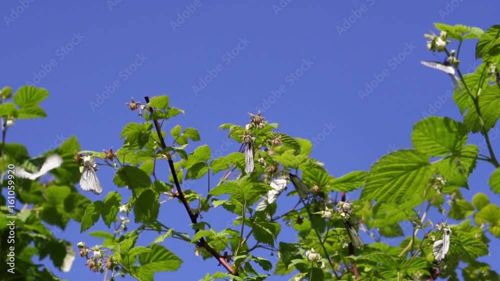 White butterflies fly and sit on green leaves against the blue sky
White butterflies fly and sit on green leaves against the blue sky