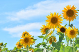 ヒマワリの花　青空
