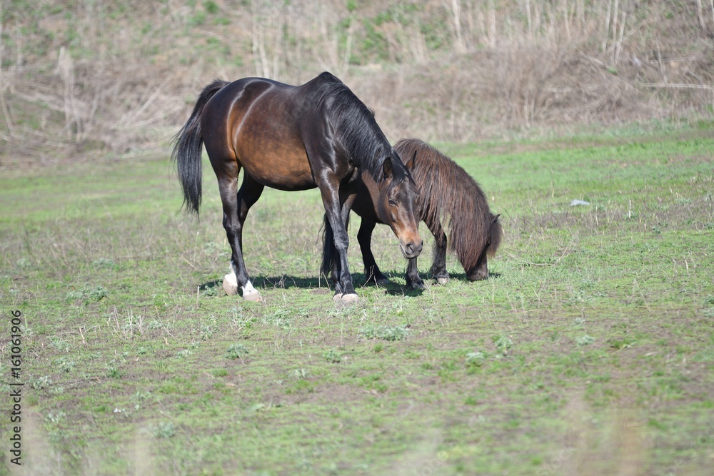 Fototapeta premium Horses at the farm