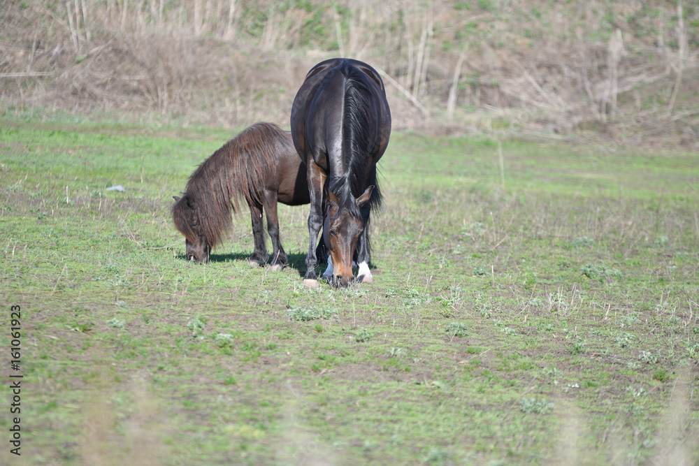 Horses at the farm Horses at the farm