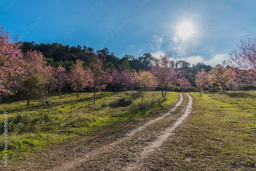 road to cherry blossom