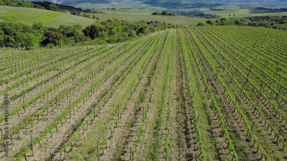Aerial View Flying over an Vineyard in Tuscany Aerial View Flying over an Vineyard in Tuscany