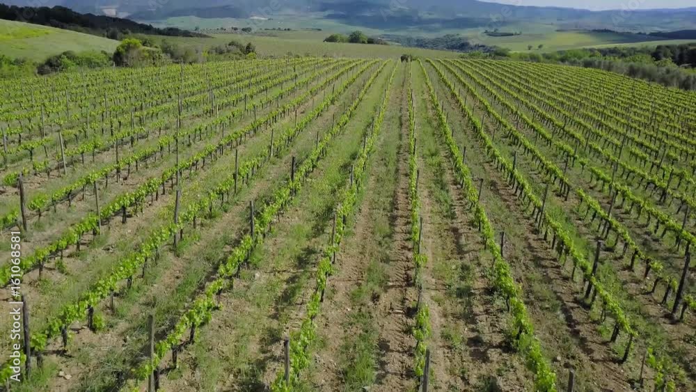 Aerial View Flying over an Vineyard in Tuscany Aerial View Flying over an Vineyard in Tuscany