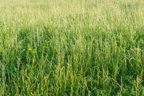 Background of the high grass with ears
