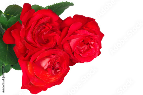 Three red roses on a white background