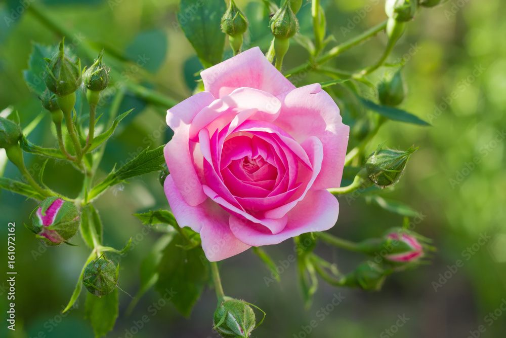 Branch of the pink rose with flower and buds Branch of the pink rose with flower and buds