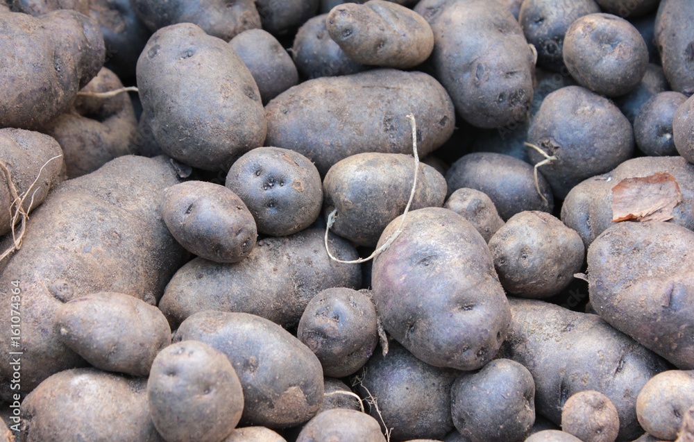viele dunkle lila Kartoffeln Haufen Ernte Hintergrund viele dunkle lila Kartoffeln Haufen Ernte Hintergrund