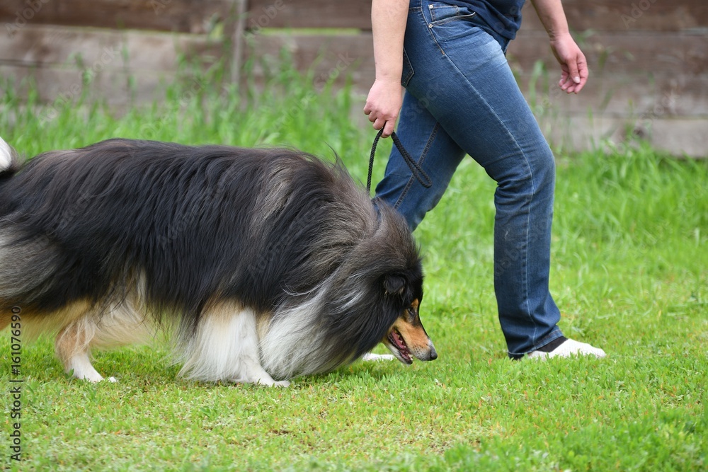 Dog breeds of Collie