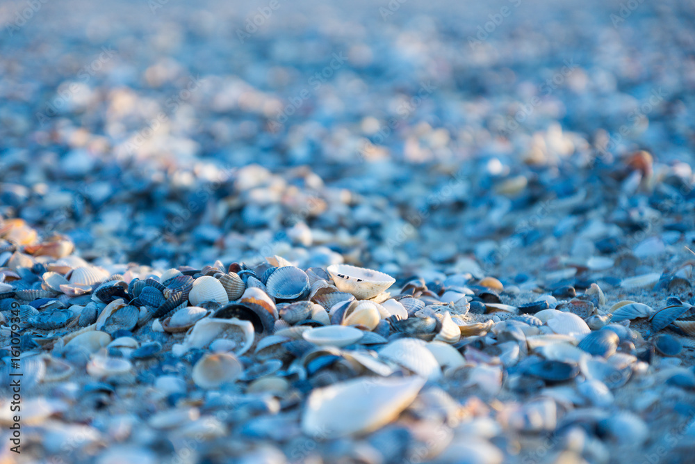 Seashells on the sea beach Seashells on the sea beach