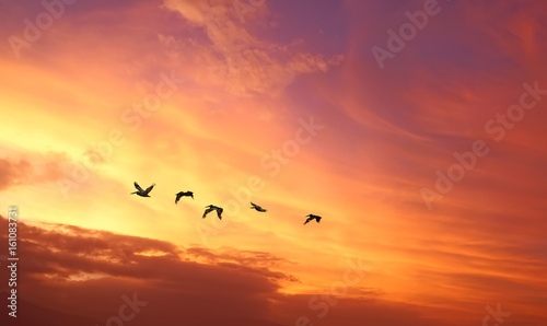 Tropical birds over cloudy sunset background