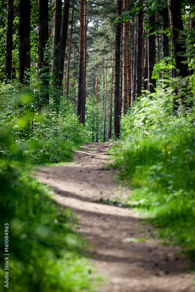 Dark forest road. Spring and summer background. Dark forest road. Spring and summer background.