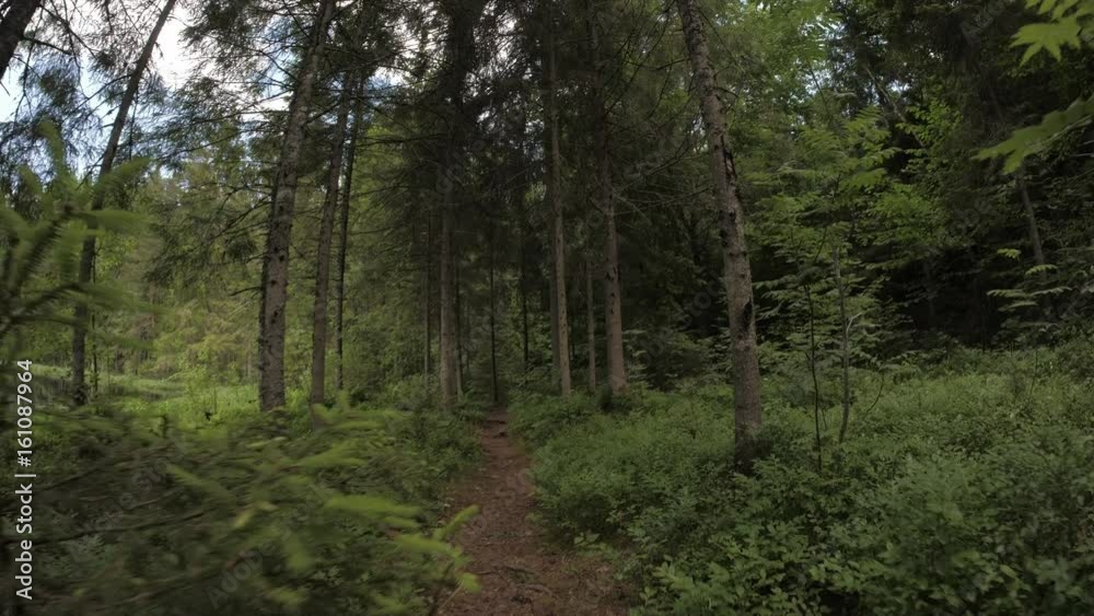 Walk in the forest Walk in the forest