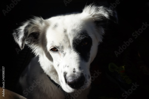 white black dog © william