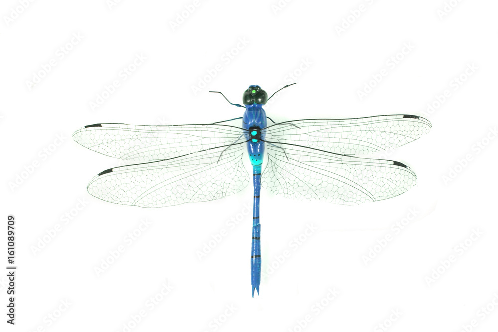 dragonfly - obrazy, fototapety, plakaty 
