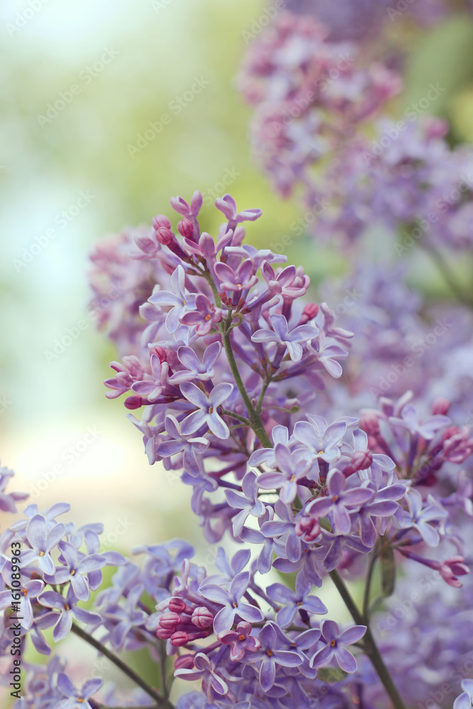 Summer light and flowers