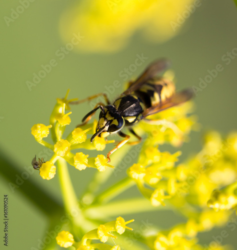 Wasp on yellow flower in nature