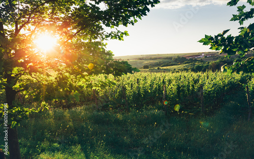 Grape Valley In Soft Sunset Light, Growing Vineyard, Picturesque Rural Landscape photo