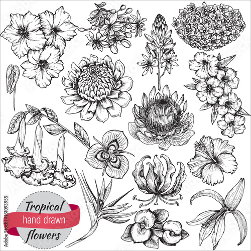 Vector collection of hand drawn tropical flowers and leaves