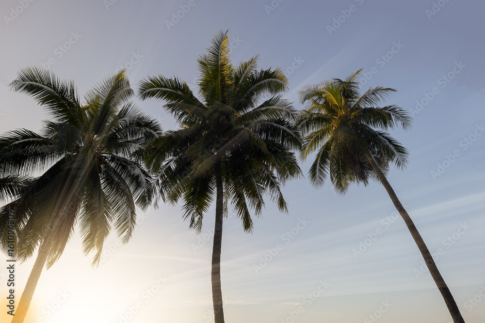 Fototapeta premium Coconut palm trees at sunset