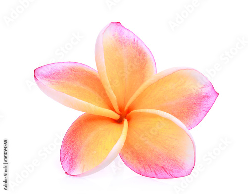 orange frangipani or plumeria (tropical flowers) isolated on white background
