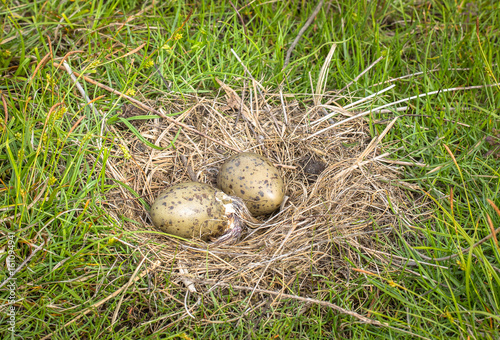 Nest of the Common Gull Larus canus with two eggs, one is hatching