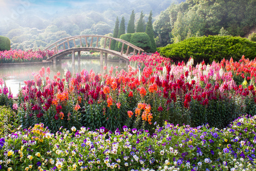 Fototapeta Naklejka Na Ścianę i Meble -  Garden flowers on the mountain in Thailand