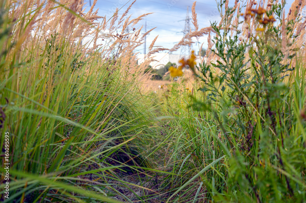 Fototapeta premium Overgrown path in high grass, evening August nature landscape expressing pensiveness and serenity of lonely stroll