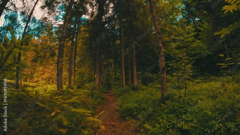 Walk in the forest Walk in the forest