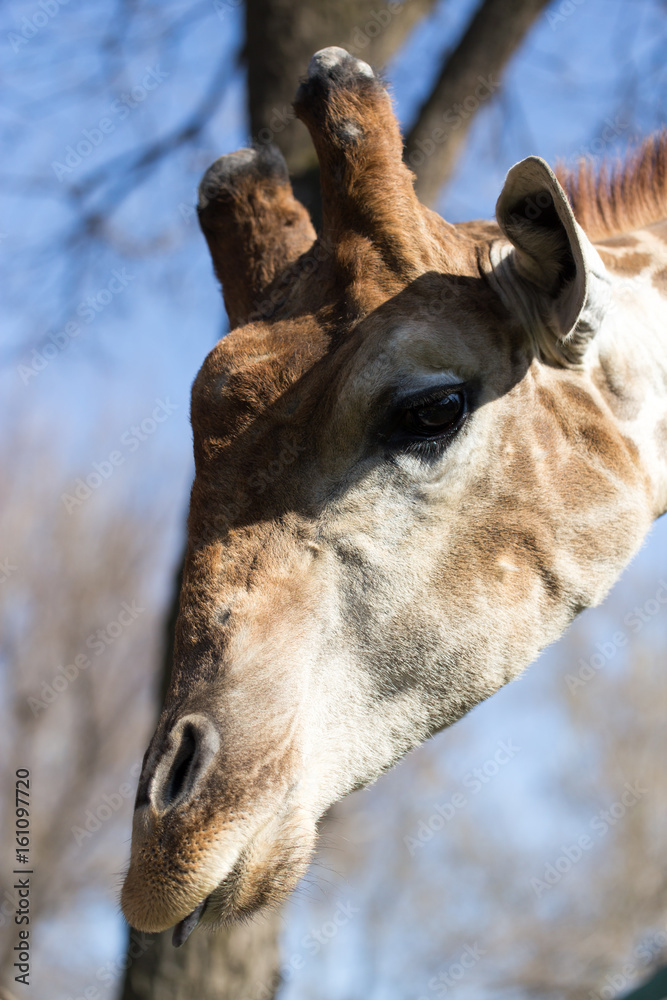 Obraz premium Portrait of a giraffe on a wood background