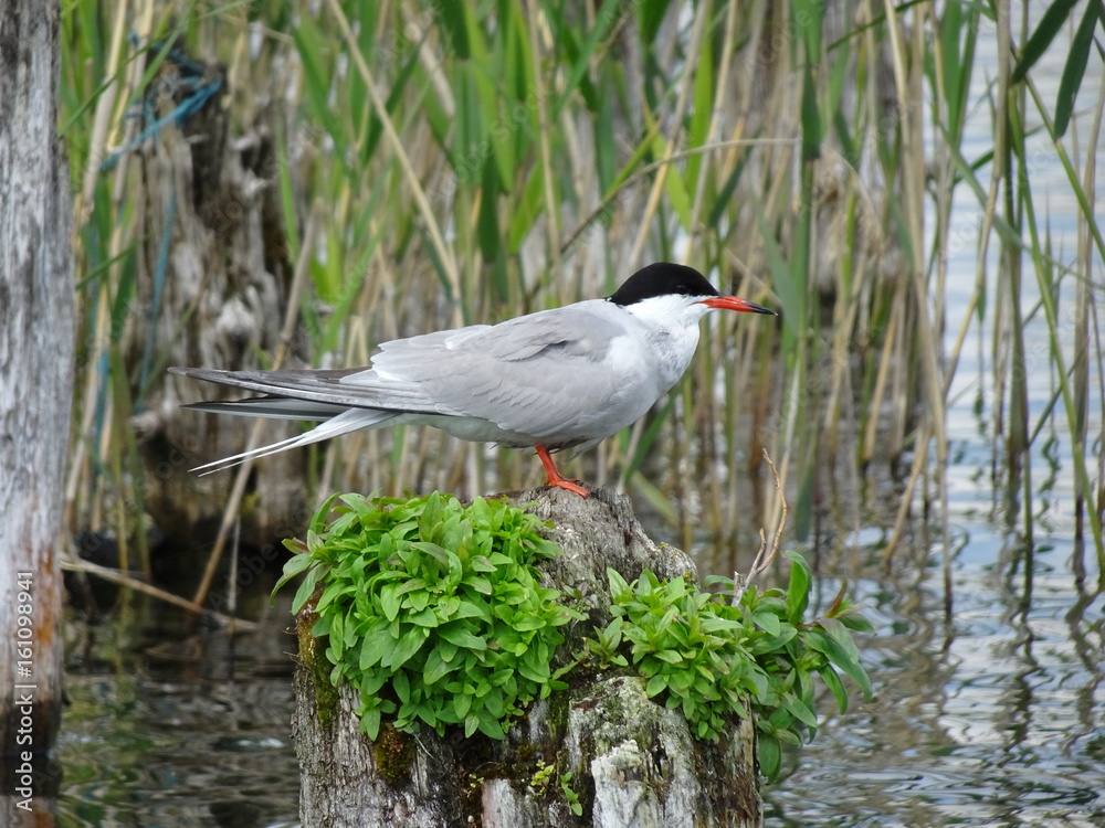 Arctic Tern sitting on a pile - Sterna Paradisaea Arctic Tern sitting on a pile - Sterna Paradisaea