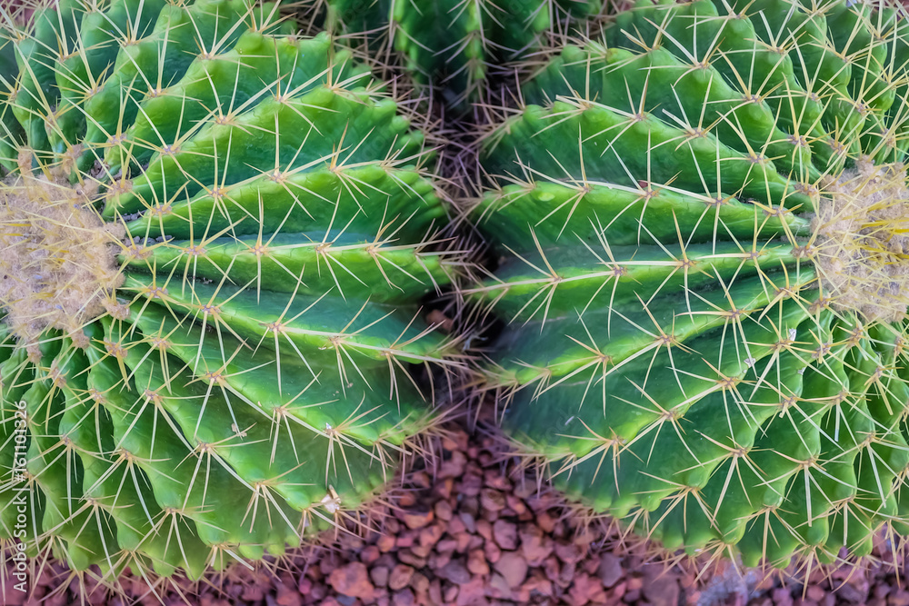 Cactus in a garden, top view