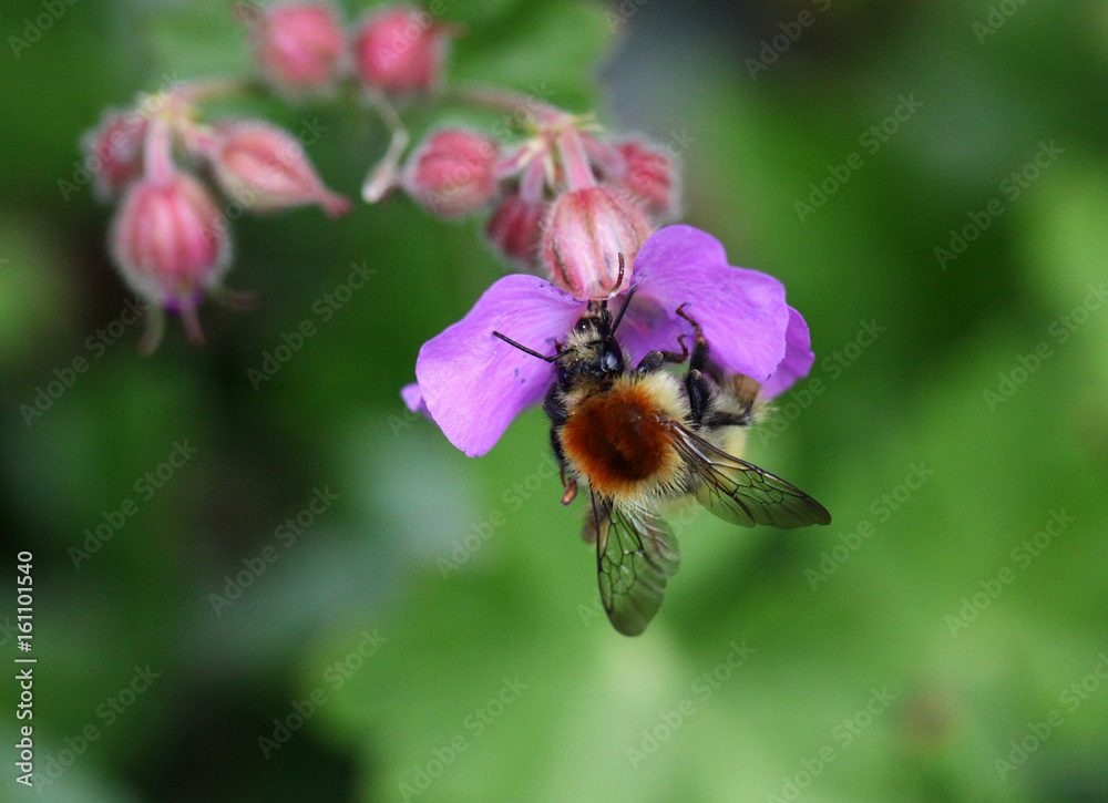 humble bee sucking honey from flowers humble bee sucking honey from flowers