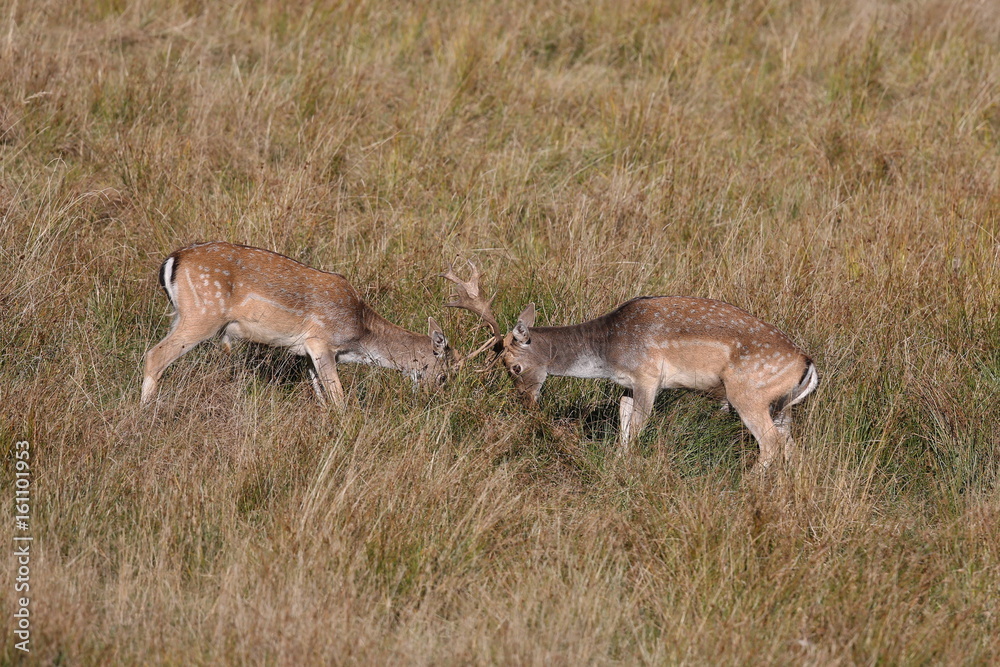 Big and beautiful fallow deers in the nature habitat in Czech Republic. Fighting fallow deers on the dry grassland. Big and beautiful fallow deers in the nature habitat in Czech Republic. Fighting fallow deers on the dry grassland.
