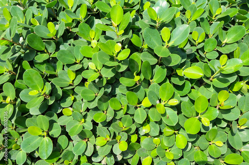 Green leaf background © Tanawut