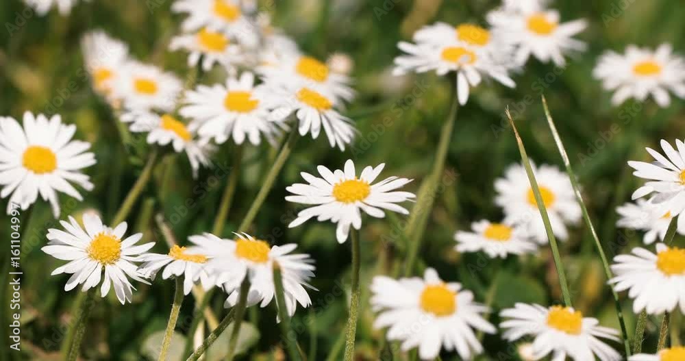 Small white daisy flowers in green grass with spring breeze, tranquil springtime countryside natural scene with shallow focus Small white daisy flowers in green grass with spring breeze, tranquil springtime countryside natural scene with shallow focus