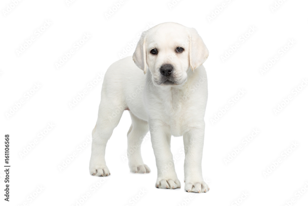 Small Labrador puppy Standing and Looking forward on isolated white background, front view Small Labrador puppy Standing and Looking forward on isolated white background, front view