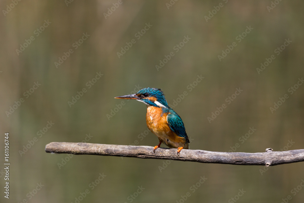 female common kingfisher (alcedo atthis) sitting on branch