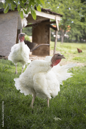 white turkey