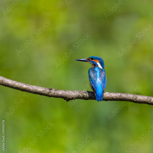 male common kingfisher (alcedo atthis) sitting on branch