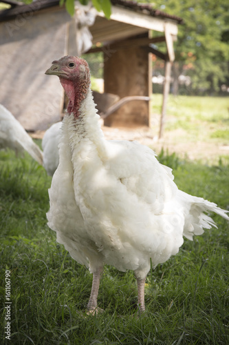 white turkey