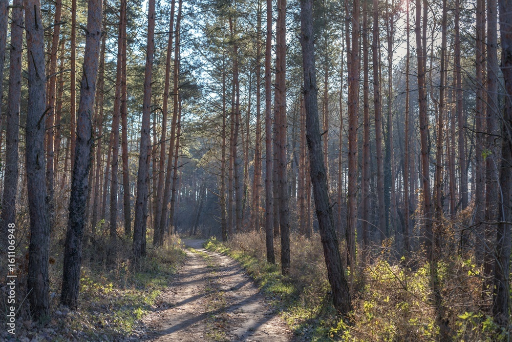 Fototapeta premium Pine forest in the winter