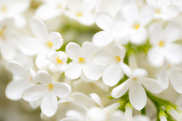 White flowers of lilac on nature