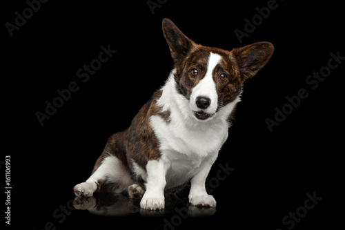 Brown Welsh Corgi Cardigan Dog Sitting on Isolated Black Background, front view