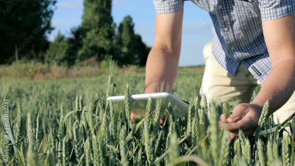 Farmer with a tablet evaluates young wheat on the field Farmer with a tablet evaluates young wheat on the field